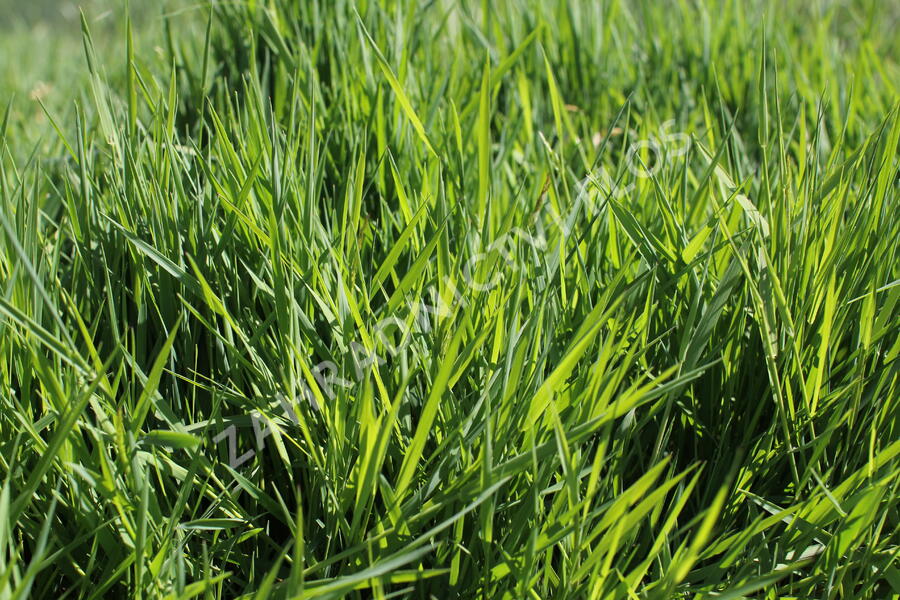 Psineček výběžkatý - Agrostis stolonifera