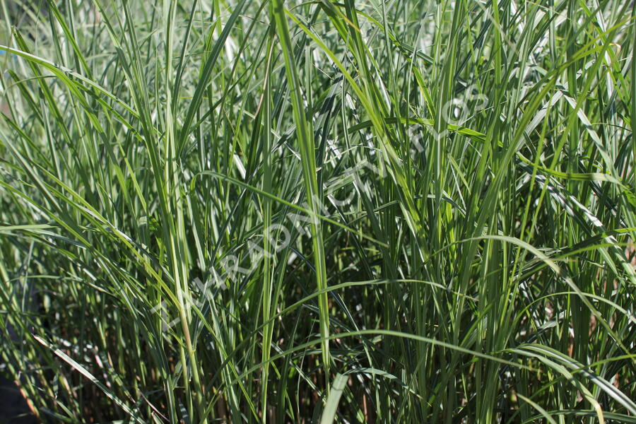 Ozdobnice čínská 'Federweißer' - Miscanthus sinensis 'Federweißer'