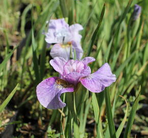 Kosatec sibiřský 'Careless Sally' - Iris sibirica 'Careless Sally'