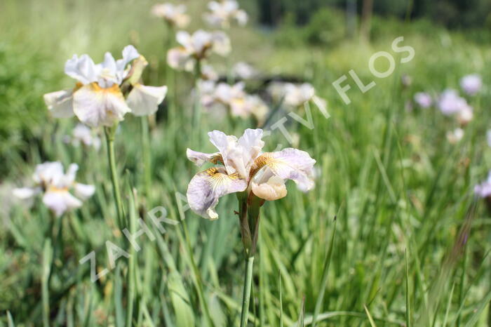 Kosatec sibiřský 'Sarah Tiffney' - Iris sibirica 'Sarah Tiffney'