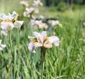 Kosatec sibiřský 'Sarah Tiffney' - Iris sibirica 'Sarah Tiffney'