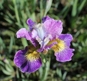 Kosatec sibiřský 'Peacock Butterfly Charming Billy' - Iris sibirica 'Peacock Butterfly Charming Billy'