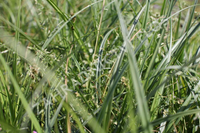 Ostřice liščí - Carex vulpina
