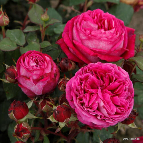 Růže mnohokvětá Kordes 'Freifrau Caroline' - Rosa MK 'Freifrau Caroline'