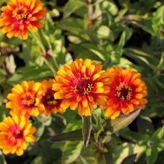 Ostálka sličná 'Zowie Yellow Flame' - Zinnia elegans 'Zowie Yellow Flame'