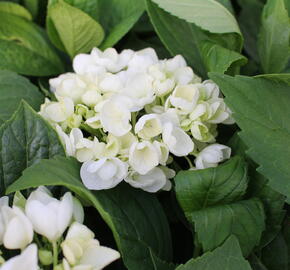 Hortenzie velkolistá 'Superball White'® - Hydrangea macrophylla 'Superball White'®