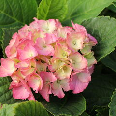 Hortenzie velkolistá 'Little Blue® - Hydrangea macrophylla 'Little Blue'®