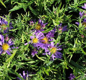 Hvězdnice 'Astral Thalassa' - Aster dumosus 'Astral Thalassa'