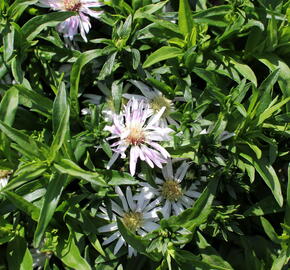 Hvězdnice 'Leucothea' - Aster dumosus 'Leucothea'