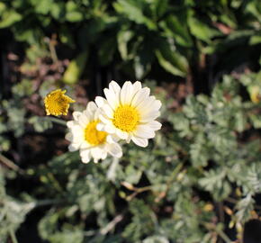 Rmen 'Sauce Hollandaise' - Anthemis 'Sauce Hollandaise'