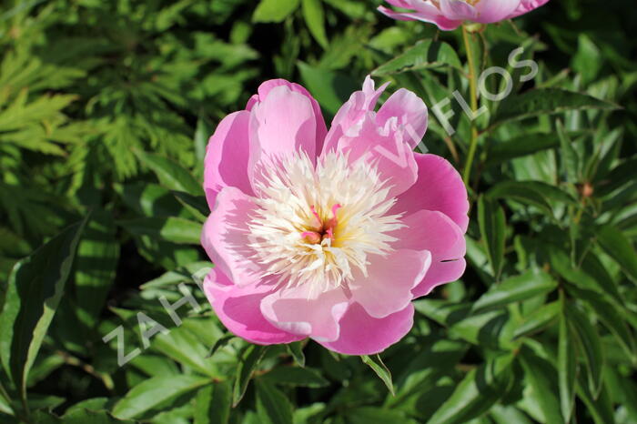 Pivoňka bělokvětá 'Bowl of Beauty' - Paeonia lactiflora 'Bowl of Beauty'