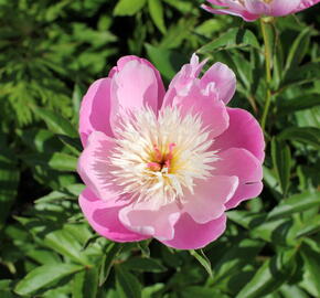 Pivoňka bělokvětá 'Bowl of Beauty' - Paeonia lactiflora 'Bowl of Beauty'