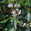 Mamota širokolistá 'Mitternacht' - Kalmia latifolia 'Mitternacht'