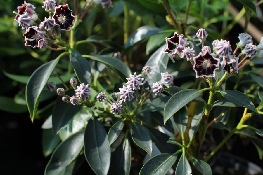 Mamota širokolistá 'Mitternacht' - Kalmia latifolia 'Mitternacht'