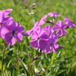 Plamenka carolina 'Bill Baker' - Phlox carolina 'Bill Baker'