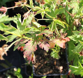 Kakost lesní 'Birch Lilac' - Geranium sylvaticum 'Birch Lilac'