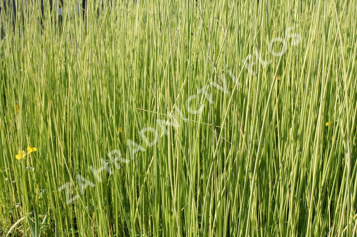 Skřípinec jezerní 'Albescens' - Scirpus lacustris 'Albescens'