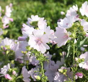 Sléz pižmový 'Appleblossom' - Malva moschata 'Appleblossom'