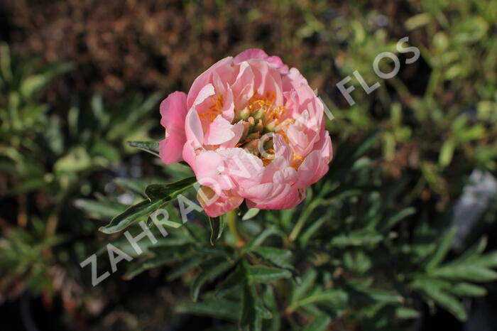 Pivoňka bělokvětá 'Pink Hawaiian Coral' - Paeonia lactiflora 'Pink Hawaiian Coral'