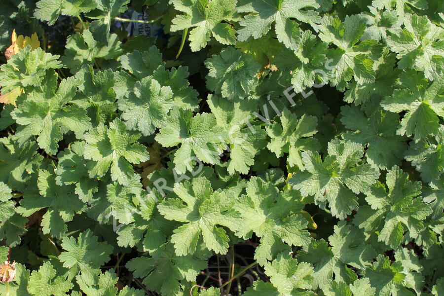 Kakost vznešený 'Anemoniflorum' - Geranium magnificum 'Anemoniflorum'