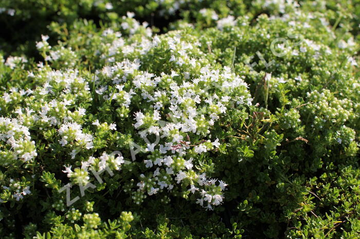 Mateřídouška úzkolistá 'Albus' - Thymus serpyllum 'Albus'