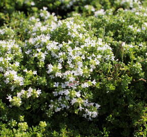 Mateřídouška úzkolistá 'Albus' - Thymus serpyllum 'Albus'