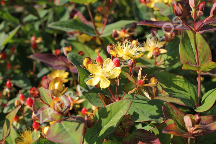 Třezalka nevonná 'Red Fame' - Hypericum inodorum Magical 'Red Fame'