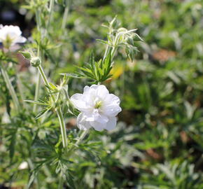 Kakost luční 'Algera Double' - Geranium pratense 'Algera Double'