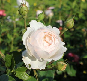 Anglická růže Davida Austina 'Desdemona' - Rosa S 'Desdemona'