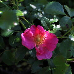 Růže půdopokryvná Tantau 'Bienenweide Rosa' - Rosa PK 'Bienenweide Rosa'