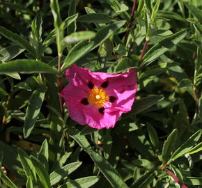 Cist, skalní růže - Cistus purpureus