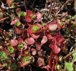 Rozchodník pochybný 'Dragon's Blood' - Sedum spurium 'Dragon's Blood'