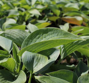 Bohyška 'Bressingham Blue' - Hosta 'Bressingham Blue'