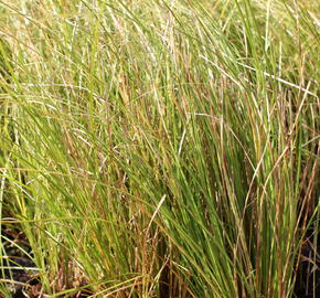 Ostřice chocholatá 'Phoenix Green' - Carex comans 'Phoenix Green'