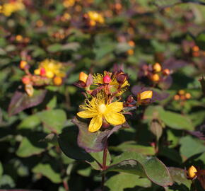 Třezalka nevonná 'Universe' - Hypericum inodorum Magical 'Universe'