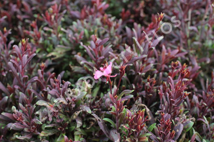 Svíčkovec 'Blaze' - Gaura lindheimeri 'Blaze'