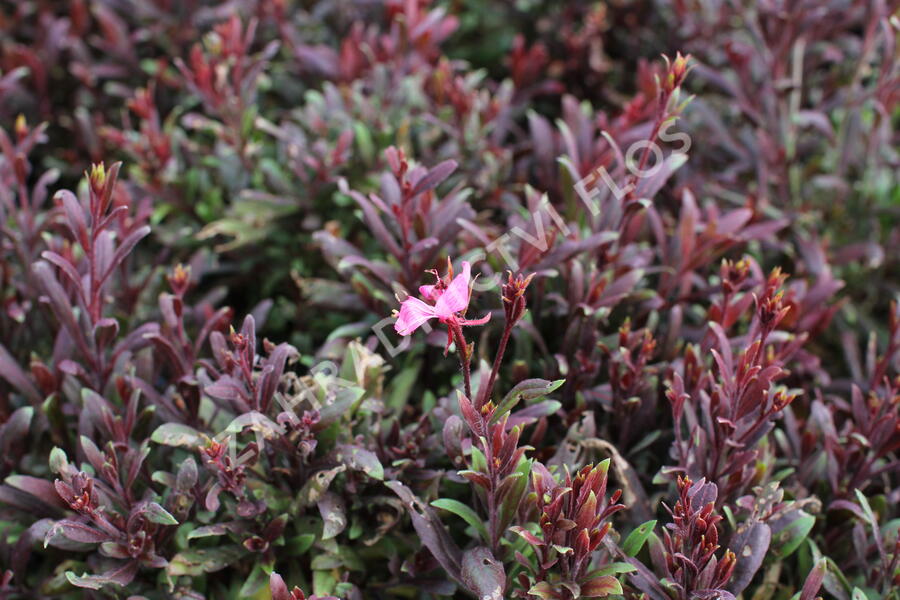 Svíčkovec 'Blaze' - Gaura lindheimeri 'Blaze'