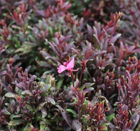 Svíčkovec 'Blaze' - Gaura lindheimeri 'Blaze'