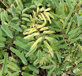 Krvavec toten 'Lemon Splash' - Sanguisorba officinalis 'Lemon Splash'