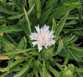 Stokésie 'Silver Moon' - Stokesia laevis 'Silver Moon'