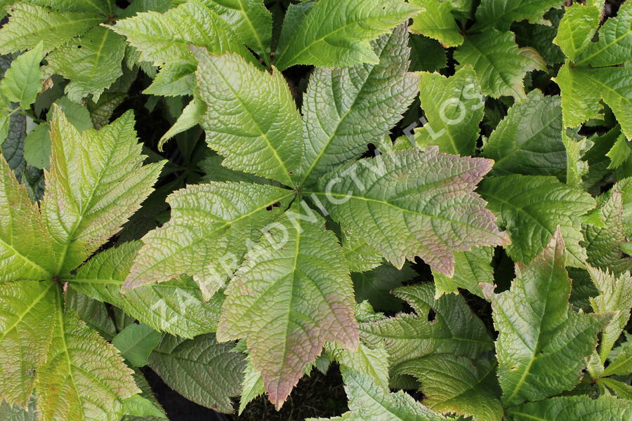 Rodgersie 'Braunlaub' - Rodgersia podophylla 'Braunlaub'