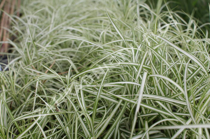 Ostřice muskingumská 'Bicolor Fountain' - Carex muskingumensis 'Bicolor Fountain'