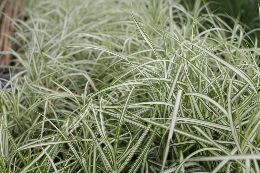 Ostřice muskingumská 'Bicolor Fountain' - Carex muskingumensis 'Bicolor Fountain'