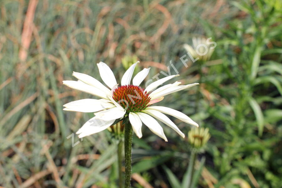 Třapatkovka nachova 'Pretty Parasols' - Echinacea purpurea 'Pretty Parasols'