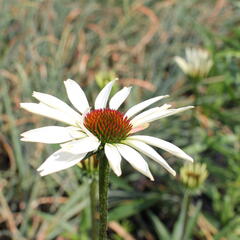 Třapatkovka nachova 'Pretty Parasols' - Echinacea purpurea 'Pretty Parasols'