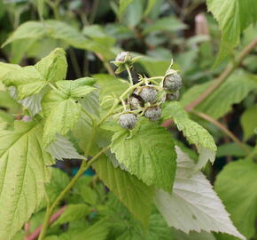 Maliník remontantní 'Autumn Amber' - Rubus idaeus 'Autumn Amber'