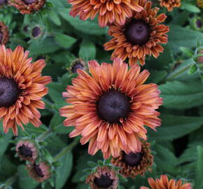 Třapatka 'Summerdaisy's Cherry' - Rudbeckia hybrida 'Summerdaisy's Cherry'