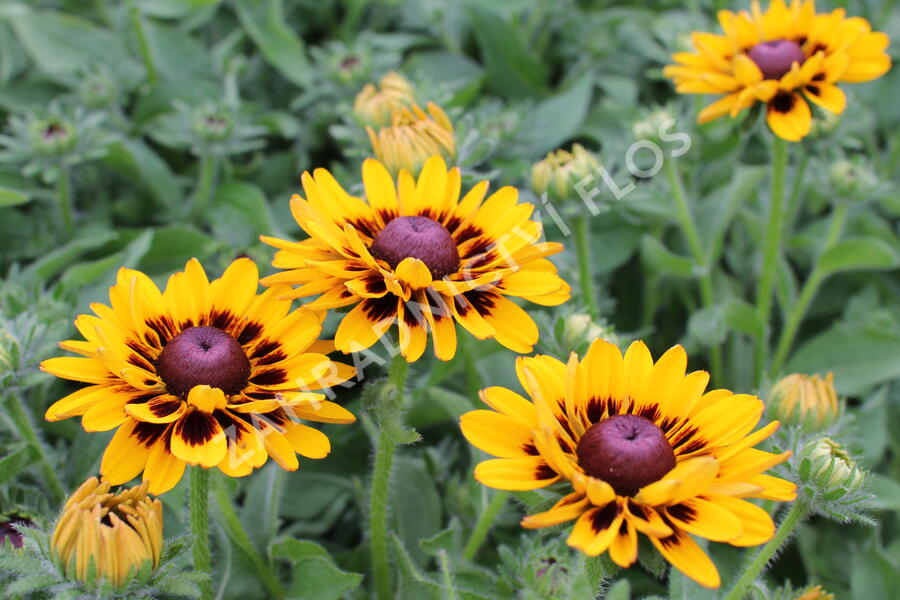 Třapatka 'Summerdaisy's Choco Sun' - Rudbeckia hybrida 'Summerdaisy's Choco Sun'