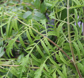 Škumpa orobincová 'Tiger Eyes' - Rhus typhina 'Tiger Eyes'