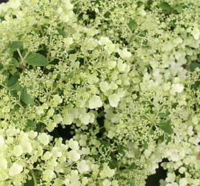 Hortenzie latnatá 'Bobo' - Hydrangea paniculata 'Bobo'